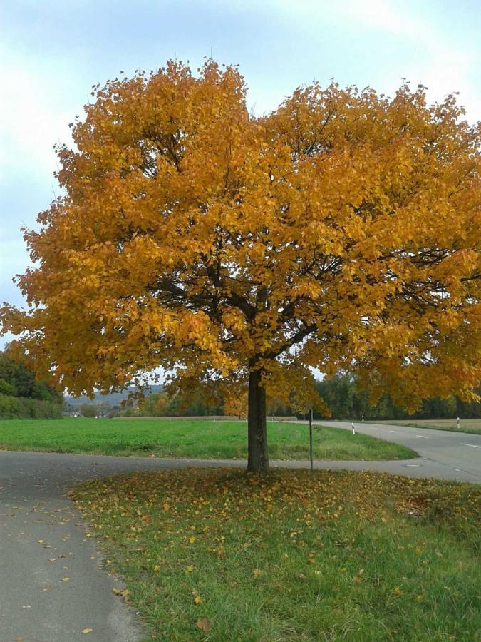 Galerie Ueber Den Gaerten Herbolzheim Bagian luar foto